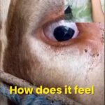 Falguni Rajani Instagram - . . . rona aa gaya yaar 😢😢😢 credit @connectwithearthlings