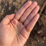 Isha Talwar Instagram - Happy harvesting from @bkk_organic_hut we sowed onion,cauliflower,tomato,lettuce,knolkhol ( had never heard of it before )and Brinjal ! #makarsankranti #bihu #pongal #uttarayan #lohri #maghesankranti♥️ #makarsankranti Bhaikaka Krishi Kendra