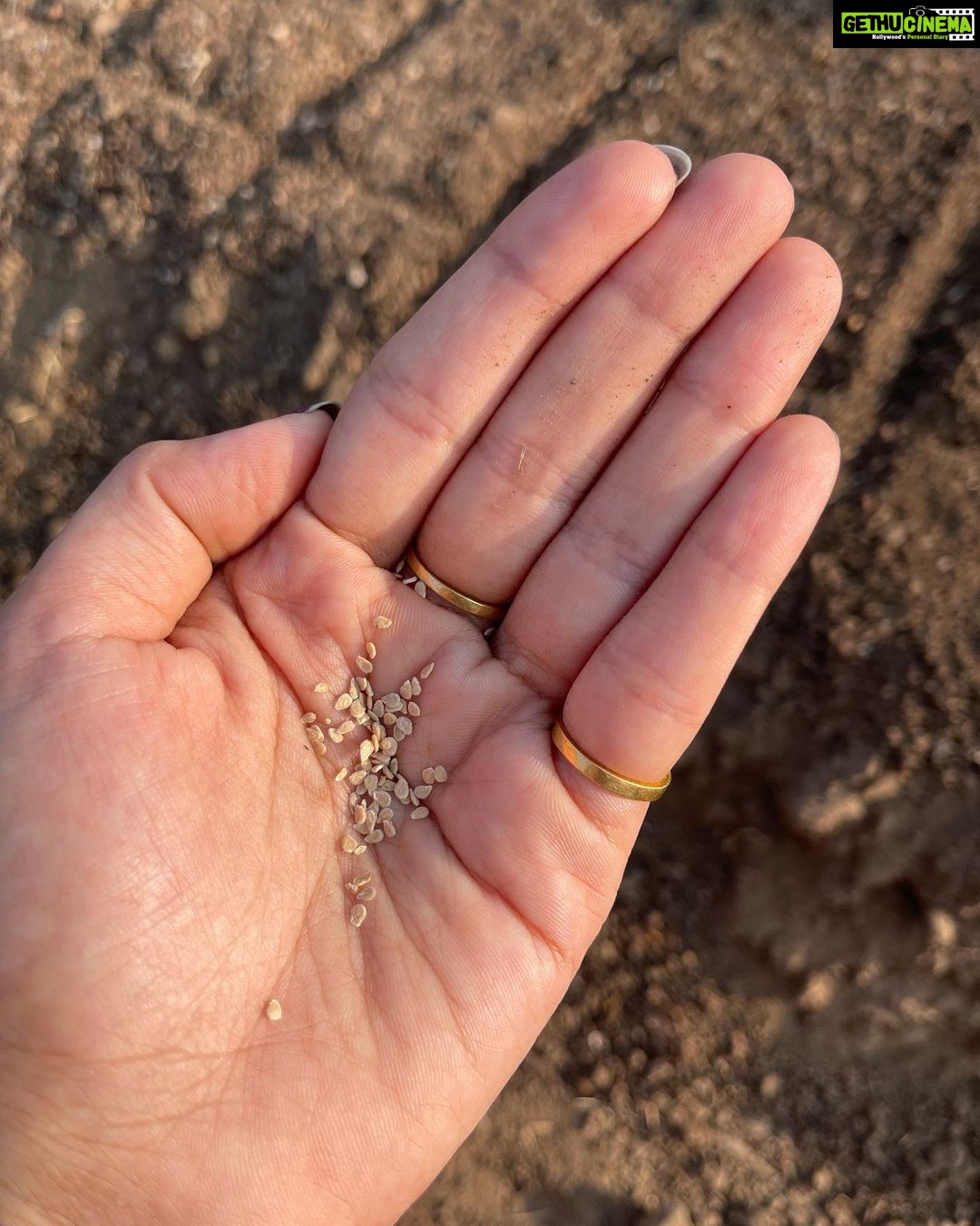 Isha Talwar Instagram - Happy harvesting from @bkk_organic_hut we sowed onion,cauliflower,tomato,lettuce,knolkhol ( had never heard of it before )and Brinjal ! #makarsankranti #bihu #pongal #uttarayan #lohri #maghesankranti♥️ #makarsankranti Bhaikaka Krishi Kendra