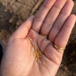 Isha Talwar Instagram - Happy harvesting from @bkk_organic_hut we sowed onion,cauliflower,tomato,lettuce,knolkhol ( had never heard of it before )and Brinjal ! #makarsankranti #bihu #pongal #uttarayan #lohri #maghesankranti♥️ #makarsankranti Bhaikaka Krishi Kendra