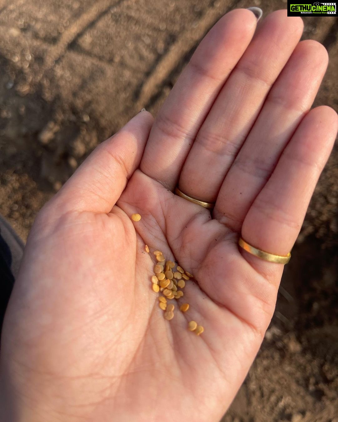 Isha Talwar Instagram - Happy harvesting from @bkk_organic_hut we sowed onion,cauliflower,tomato,lettuce,knolkhol ( had never heard of it before )and Brinjal ! #makarsankranti #bihu #pongal #uttarayan #lohri #maghesankranti♥️ #makarsankranti Bhaikaka Krishi Kendra