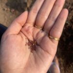 Isha Talwar Instagram - Happy harvesting from @bkk_organic_hut we sowed onion,cauliflower,tomato,lettuce,knolkhol ( had never heard of it before )and Brinjal ! #makarsankranti #bihu #pongal #uttarayan #lohri #maghesankranti♥️ #makarsankranti Bhaikaka Krishi Kendra