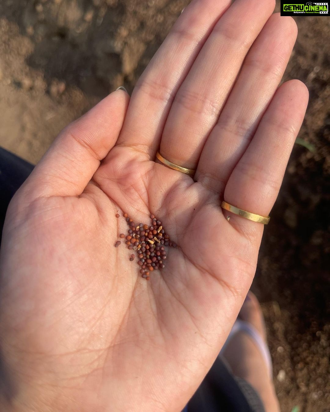 Isha Talwar Instagram - Happy harvesting from @bkk_organic_hut we sowed onion,cauliflower,tomato,lettuce,knolkhol ( had never heard of it before )and Brinjal ! #makarsankranti #bihu #pongal #uttarayan #lohri #maghesankranti♥️ #makarsankranti Bhaikaka Krishi Kendra