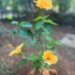 Ishika Singh Instagram - It's all about finding the calm in the chaos. #peaceofmind #mondaymotivation #mondaymood #peacewithin #relax☀️ #calm #calmness #beautifulfood #beautifulnature #hardrock #hardwork #hibiscus