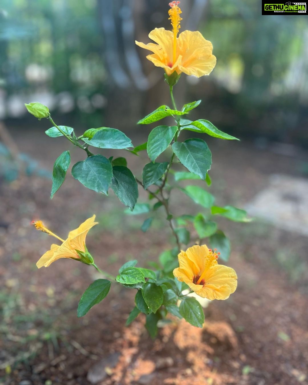 Ishika Singh Instagram - It's all about finding the calm in the chaos. #peaceofmind #mondaymotivation #mondaymood #peacewithin #relax☀️ #calm #calmness #beautifulfood #beautifulnature #hardrock #hardwork #hibiscus