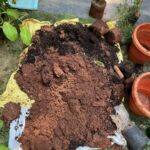 Ishika Singh Instagram - Refilling pots with compost and mud … n redressing my plants 🪴 #plantlover #plants #plantsmakepeoplehappy #plantstagram #houseplants #plantsmakemehappy #plantsplantsplants #plantsheal #plantsdecor #plantshelfie #plantsmakepeoplehappy® #plantcollection #plantcollection #plantstyling #gardenlove #garden #gardenlovers #lawncare #lawnmaintenance #lawncarelife #indoorplants