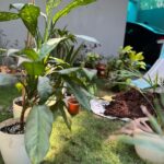 Ishika Singh Instagram - Refilling pots with compost and mud … n redressing my plants 🪴 #plantlover #plants #plantsmakepeoplehappy #plantstagram #houseplants #plantsmakemehappy #plantsplantsplants #plantsheal #plantsdecor #plantshelfie #plantsmakepeoplehappy® #plantcollection #plantcollection #plantstyling #gardenlove #garden #gardenlovers #lawncare #lawnmaintenance #lawncarelife #indoorplants