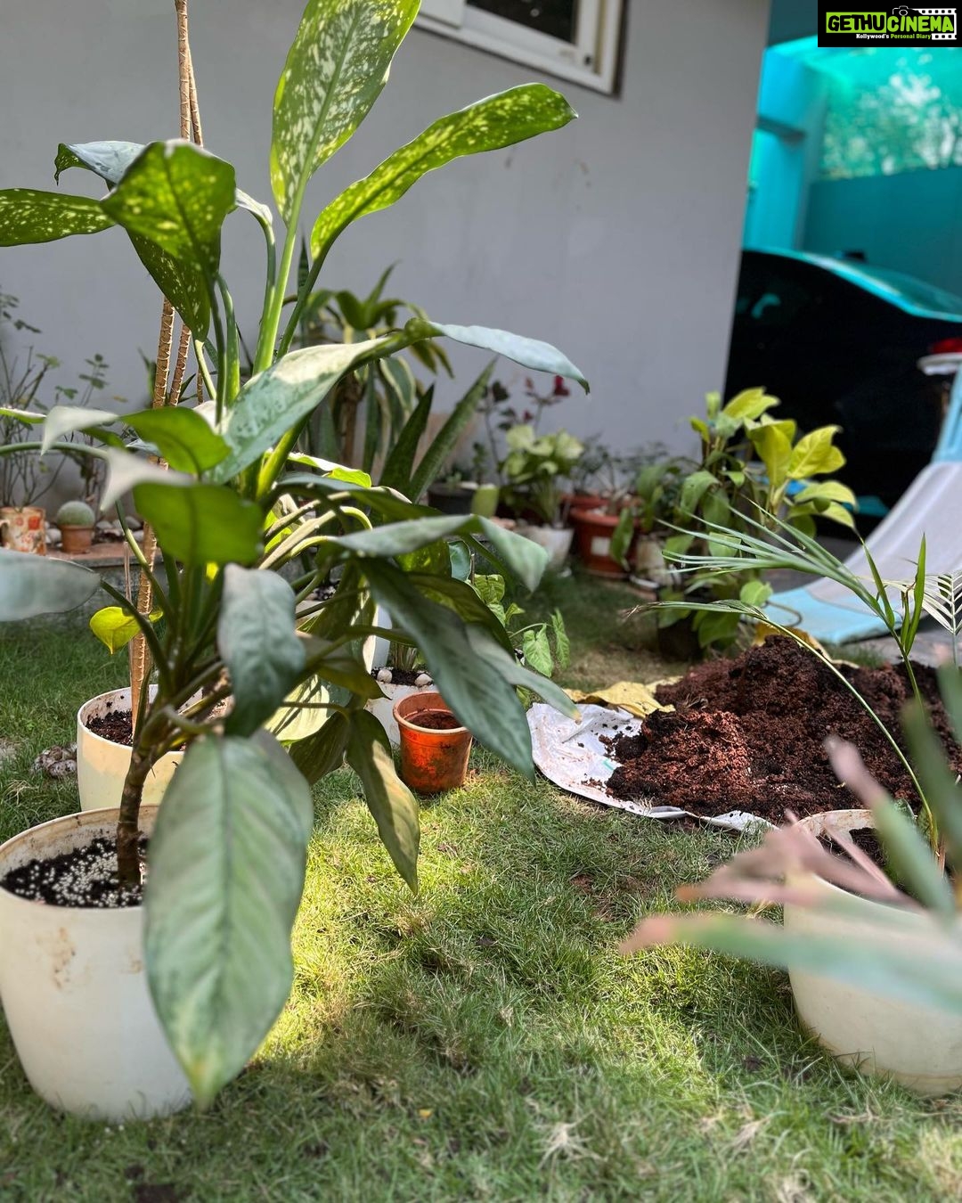 Ishika Singh Instagram - Refilling pots with compost and mud … n redressing my plants 🪴 #plantlover #plants #plantsmakepeoplehappy #plantstagram #houseplants #plantsmakemehappy #plantsplantsplants #plantsheal #plantsdecor #plantshelfie #plantsmakepeoplehappy® #plantcollection #plantcollection #plantstyling #gardenlove #garden #gardenlovers #lawncare #lawnmaintenance #lawncarelife #indoorplants