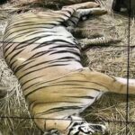 Jackie Shroff Instagram – Tiger cubs 🐯🐯 born after 18 yrs ♥️
#Tiger #Cubs #wildlife