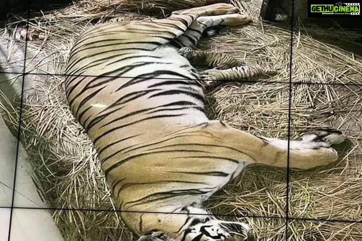 Jackie Shroff Instagram - Tiger cubs 🐯🐯 born after 18 yrs ♥️ #Tiger #Cubs #wildlife