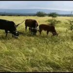 Jackie Shroff Instagram – Farming …. A Bliss…😇
#MaharashtraKrishiDivas 
🌾🍂💚 86 Banyan Tree