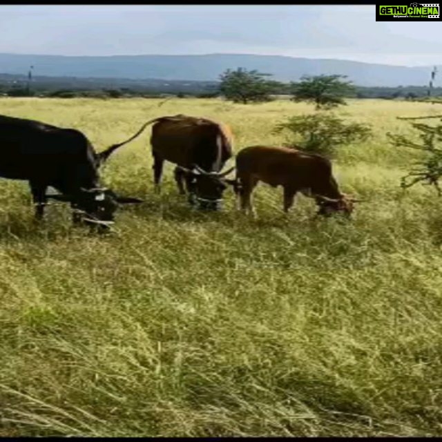 Jackie Shroff Instagram - Farming .... A Bliss...😇 #MaharashtraKrishiDivas 🌾🍂💚 86 Banyan Tree