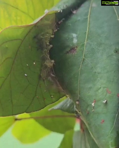 Jackie Shroff Instagram - Strength can be found in the most fragile of places.... Nature... our home 🌿 #nature #amazingnature #naturecaptures #naturallife #beautyofnature