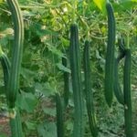 Jackie Shroff Instagram – Farming …. A Bliss…😇
#MaharashtraKrishiDivas 
🌾🍂💚 86 Banyan Tree