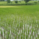 Jackie Shroff Instagram – Farming …. A Bliss…😇
#MaharashtraKrishiDivas 
🌾🍂💚 86 Banyan Tree