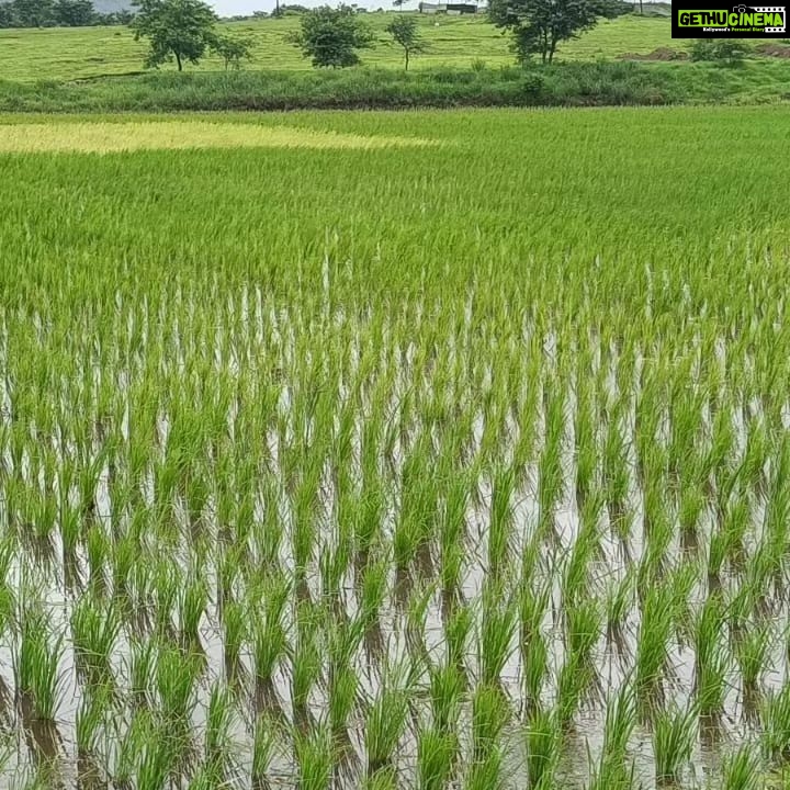 Jackie Shroff Instagram - Farming .... A Bliss...😇 #MaharashtraKrishiDivas 🌾🍂💚 86 Banyan Tree