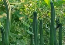 Jackie Shroff Instagram - Farming .... A Bliss...😇 #MaharashtraKrishiDivas 🌾🍂💚 86 Banyan Tree
