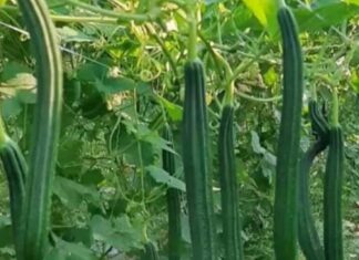 Jackie Shroff Instagram - Farming .... A Bliss...😇 #MaharashtraKrishiDivas 🌾🍂💚 86 Banyan Tree