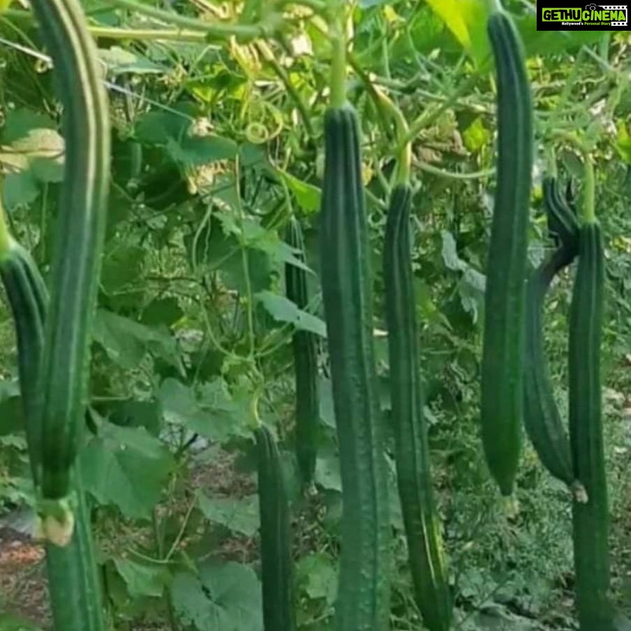 Jackie Shroff Instagram - Farming .... A Bliss...😇 #MaharashtraKrishiDivas 🌾🍂💚 86 Banyan Tree