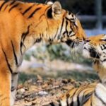 Jackie Shroff Instagram – Tiger cubs 🐯🐯 born after 18 yrs ♥️
#Tiger #Cubs #wildlife