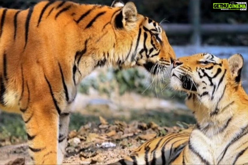 Jackie Shroff Instagram - Tiger cubs 🐯🐯 born after 18 yrs ♥️ #Tiger #Cubs #wildlife