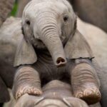Jackie Shroff Instagram – Don’t ElepHunt🐘
Happy Elephant Day

#worldelephantday