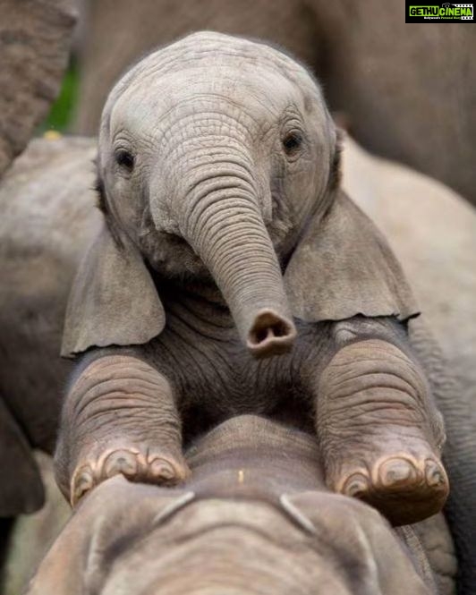 Jackie Shroff Instagram - Don't ElepHunt🐘 Happy Elephant Day #worldelephantday