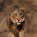 Jackie Shroff Instagram – #worldlionday 
#asiaticlion
#sasangir

@cmogujarat
@gujarattourism
@dcfsasangir