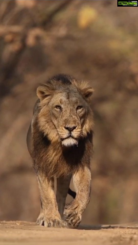 Jackie Shroff Instagram - #worldlionday #asiaticlion #sasangir @cmogujarat @gujarattourism @dcfsasangir