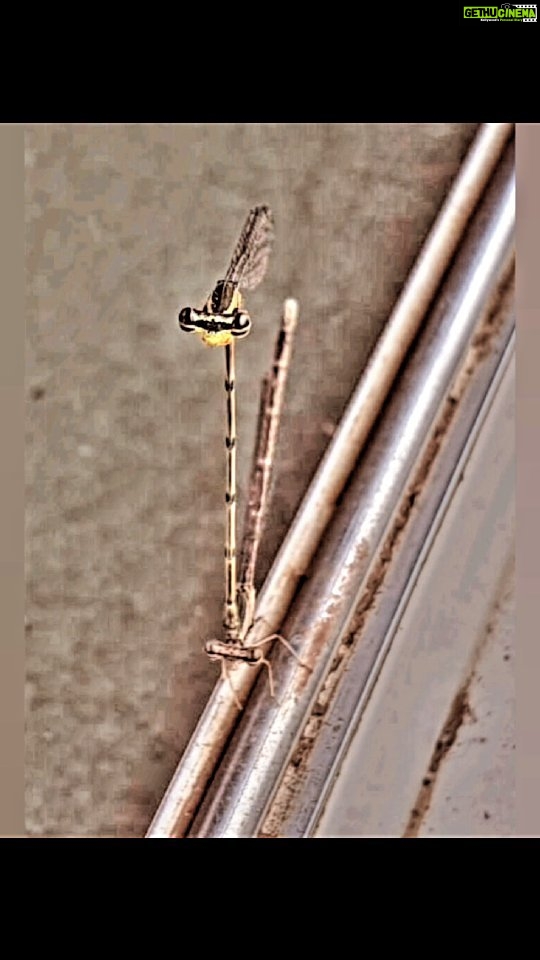 Jackie Shroff Instagram - Farm life... 🦗 Dragonflies mating! https://a-z-animals.com/blog/10-incredible-dragonfly-facts/ Fun Facts - Dragonflies are prehistoric creatures - they start their life swimming rather than flying - the female plays dead while mating - Dragonfly wings can destroy bacteria - they are some of the world's most accurate hunters. - they are amazing flyers. - they are very beneficial to ecosystems #farmlife #dragonfly #insects #nature