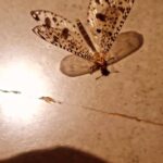 Jackie Shroff Instagram – Came across this beautiful insect on the farm!

Nature is amazing 🌍

https://en.m.wikipedia.org/wiki/Antlion

Fun Facts: 

– the larvae are sometimes called doodlebugs

– adults are also known as antlion lacewings

– often confused with dragonflies and damselflies

– around 126 species exist in India

– Star Wars, Star Trek, Enemy Mine and Tremors have depicted predators loosely based on the antlion

#farmlife #antlion #insects #nature