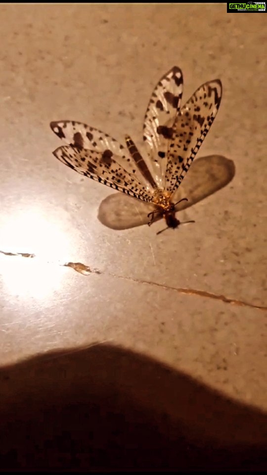 Jackie Shroff Instagram - Came across this beautiful insect on the farm! Nature is amazing 🌍 https://en.m.wikipedia.org/wiki/Antlion Fun Facts: - the larvae are sometimes called doodlebugs - adults are also known as antlion lacewings - often confused with dragonflies and damselflies - around 126 species exist in India - Star Wars, Star Trek, Enemy Mine and Tremors have depicted predators loosely based on the antlion #farmlife #antlion #insects #nature