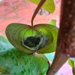 Jackie Shroff Instagram – Strength can be found in the most fragile of places…. 
Nature… our home 🌿

#nature
#amazingnature
#naturecaptures
#naturallife
#beautyofnature