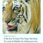 Jackie Shroff Instagram - #Tiger number is the most accurate indicator of our freshwater, fertility, rivers, air quality and overall environmental health. The vahan of Ma #Durga is the true #guardian of the #people of #India. Every #Indian #citizen must #pledge to #protect & #preserve our magnificent #biodiversity on #globaltigerday #worldtigerday @narendramodi @vicepresidentofindia @timesnow @timesofindia @natgeoindia @discoverychannelin #winner #amazingindianawards2022 #animalwelfare #swabhiman #bharat #founder @sitabaniwildlifereserve #India's first private #wildlife #reserve with wild #tiger #leopard presence. Sitabani Wildife Reserve