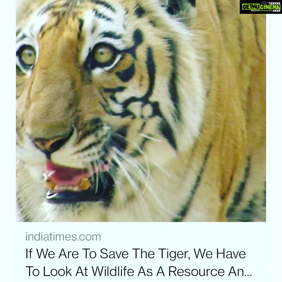 Jackie Shroff Instagram - #Tiger number is the most accurate indicator of our freshwater, fertility, rivers, air quality and overall environmental health. The vahan of Ma #Durga is the true #guardian of the #people of #India. Every #Indian #citizen must #pledge to #protect & #preserve our magnificent #biodiversity on #globaltigerday #worldtigerday @narendramodi @vicepresidentofindia @timesnow @timesofindia @natgeoindia @discoverychannelin #winner #amazingindianawards2022 #animalwelfare #swabhiman #bharat #founder @sitabaniwildlifereserve #India's first private #wildlife #reserve with wild #tiger #leopard presence. Sitabani Wildife Reserve