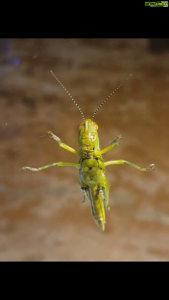 Jackie Shroff Instagram - GRASSHOPPER https://animals.mom.com/grasshoppers-beneficial-5185.html Fun facts # they can jump and fly too #grasshoppers and locusts belong to the same family # they make music by rubbing their hind leg against their forewing #they have ears on their bellies #grasshopper #green #naturelovers #insects