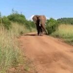 Jackie Shroff Instagram – Monday Motivation 🐘♥️
 #Elephantastic