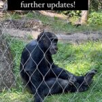Karthik Kumar Instagram - Well done Apes ❤️. #berlinzoologicalgarden