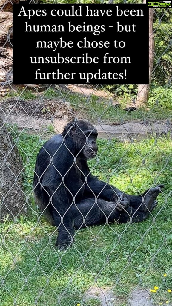 Karthik Kumar Instagram - Well done Apes ❤. #berlinzoologicalgarden