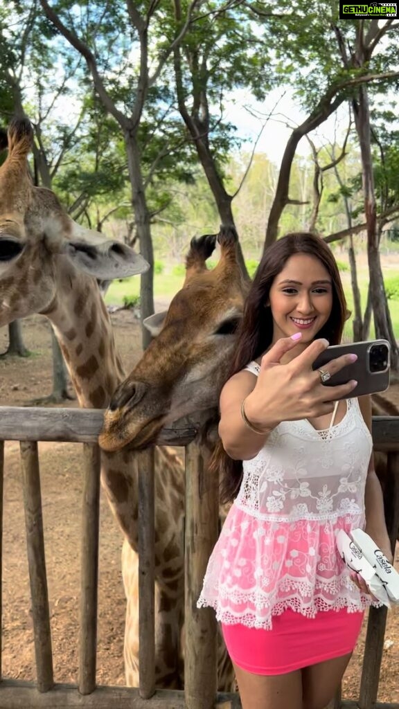 Krissann Barretto Instagram - Why be a people person when you can be an animal whisperer? 🦒😍♥️ #reels #reelsinstagram #trendingreels #viral #animallovers #giraffe #socute #babies #love