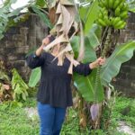 Madhushree Instagram - See what I m doing in Suriname..😂😂😂 #suriname #paramaribo #banana #bananatree