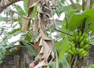 Madhushree Instagram - See what I m doing in Suriname..😂😂😂 #suriname #paramaribo #banana #bananatree