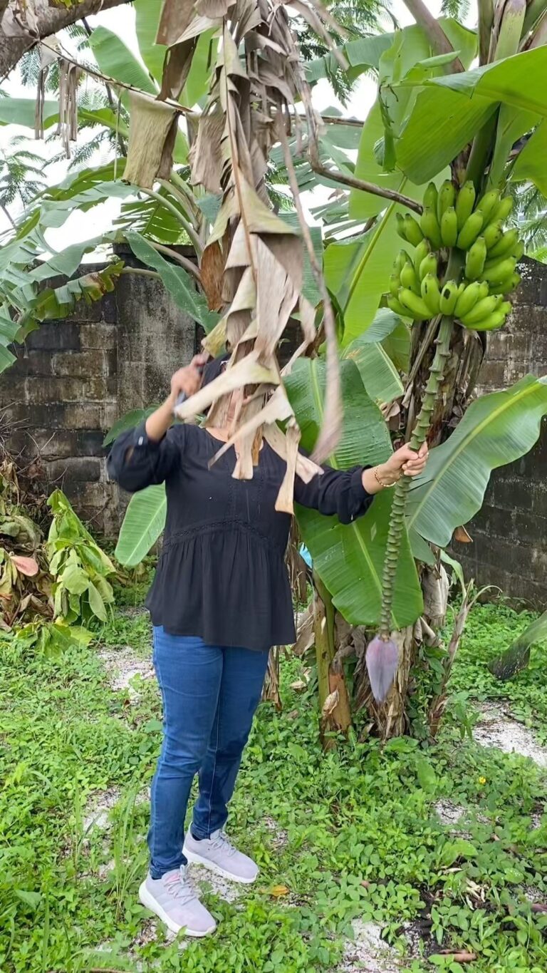 Madhushree Instagram - See what I m doing in Suriname..😂😂😂 #suriname #paramaribo #banana #bananatree