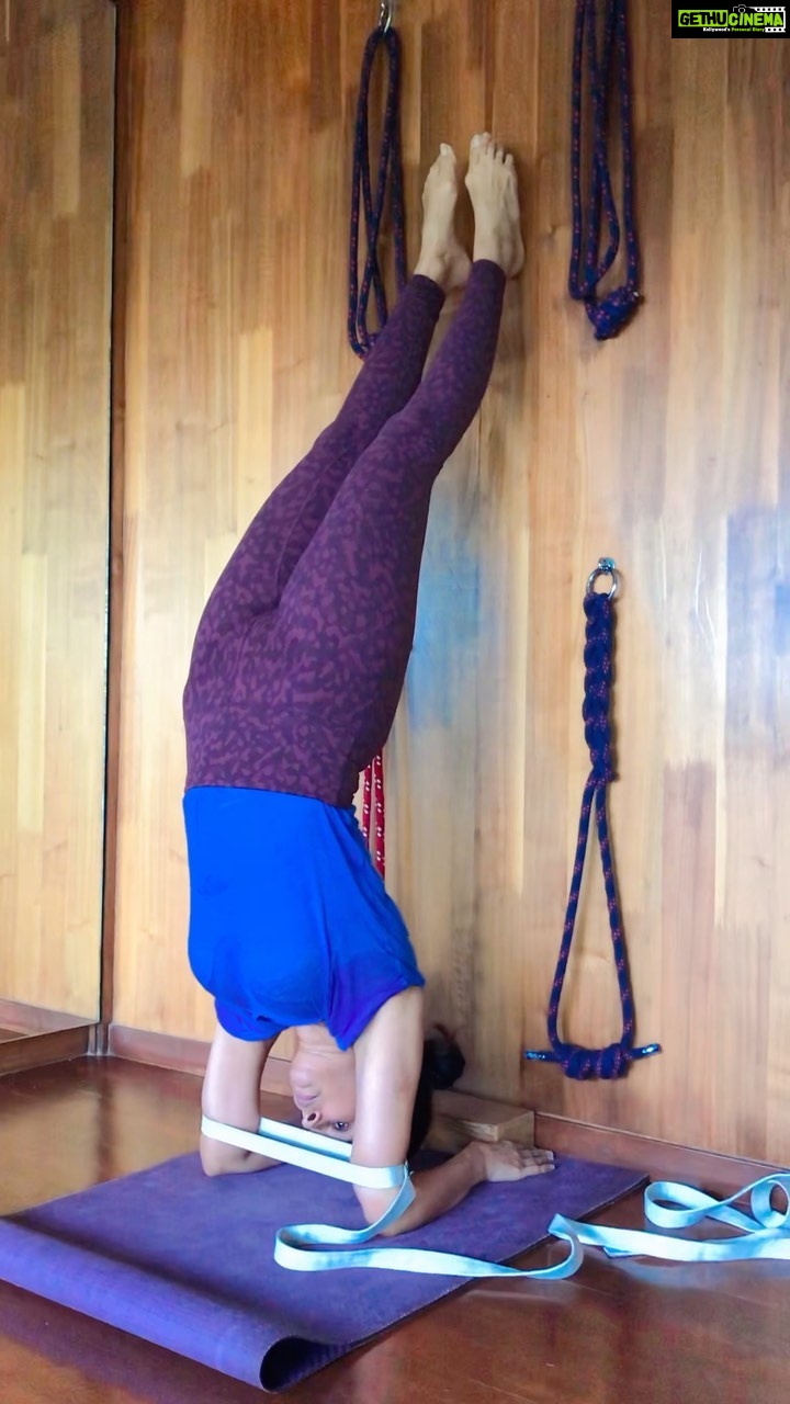 Mallika Sherawat Instagram - Becoming flexible is not the goal. Standing on your hands is not the goal. The goal is serenity. Balance. It’s about learning & what experience you gain through the process #pinchamayurasana #yoga #yogaeveryday #reelsvideo