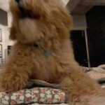 Mandira Bedi Instagram – #waitforit …. 🤪We have a Lion in the House. 🦁🐶
Video courtesy @virbk1 
#barkapoo #cockapoo  #bark #dog #internationalpetday