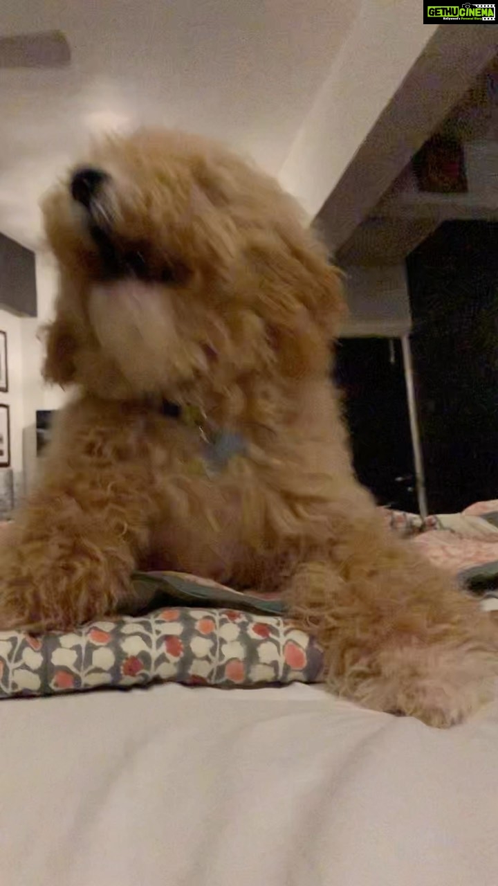 Mandira Bedi Instagram - #waitforit …. 🤪We have a Lion in the House. 🦁🐶 Video courtesy @virbk1 #barkapoo #cockapoo #bark #dog #internationalpetday