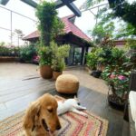 Manisha Koirala Instagram - My mornings with #simbakoirala is most peaceful..🥰after demanding breakfast of yogurt n gentle scratching on his neck..he follows me to the terrace..he sits closer to me..stares at the birds flying by, rolls over n takes a nap..later #mowglikoirala joins after his morning walk 🥰we are a #family who enjoy our #morning 💐💐💐 #goodmorning ❤️🥰😍 Mumbai, Maharashtra