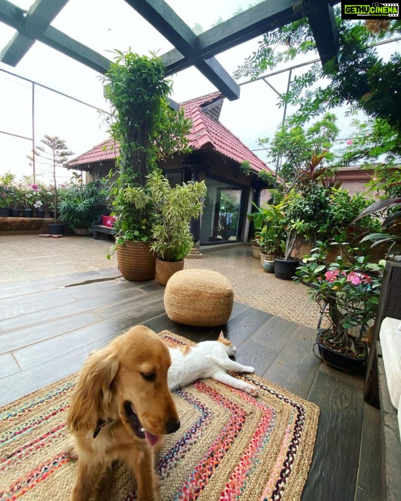 Manisha Koirala Instagram - My mornings with #simbakoirala is most peaceful..🥰after demanding breakfast of yogurt n gentle scratching on his neck..he follows me to the terrace..he sits closer to me..stares at the birds flying by, rolls over n takes a nap..later #mowglikoirala joins after his morning walk 🥰we are a #family who enjoy our #morning 💐💐💐 #goodmorning ❤️🥰😍 Mumbai, Maharashtra