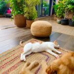 Manisha Koirala Instagram - My mornings with #simbakoirala is most peaceful..🥰after demanding breakfast of yogurt n gentle scratching on his neck..he follows me to the terrace..he sits closer to me..stares at the birds flying by, rolls over n takes a nap..later #mowglikoirala joins after his morning walk 🥰we are a #family who enjoy our #morning 💐💐💐 #goodmorning ❤️🥰😍 Mumbai, Maharashtra