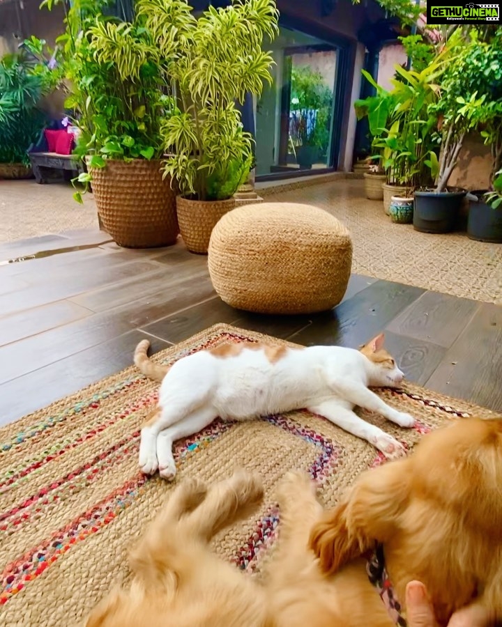 Manisha Koirala Instagram - My mornings with #simbakoirala is most peaceful..🥰after demanding breakfast of yogurt n gentle scratching on his neck..he follows me to the terrace..he sits closer to me..stares at the birds flying by, rolls over n takes a nap..later #mowglikoirala joins after his morning walk 🥰we are a #family who enjoy our #morning 💐💐💐 #goodmorning ❤️🥰😍 Mumbai, Maharashtra